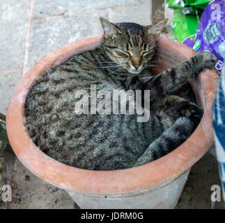 A short haired tabby bengal cat asleep in a flower pot in a greenhouse Stock Photo