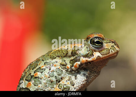 colorful green european toad closeup ( Bufotes viridis ) Stock Photo