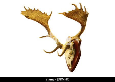 large fallow deer stag hunting trophy isolated over white background ( Dama ) Stock Photo