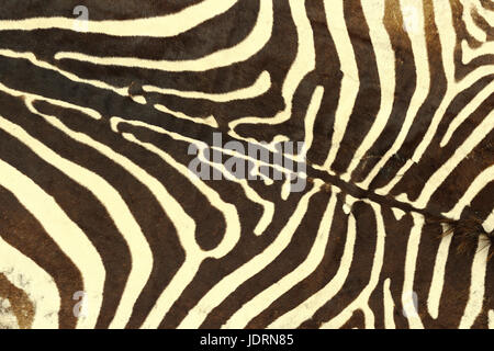 zebra striped pattern, texture of real leather for your design Stock Photo