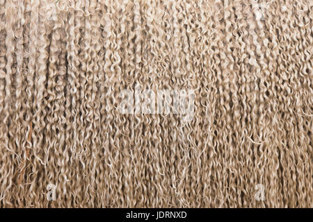 Ovis aries. Teeswater sheep wool fleece on show at an Agricultural show. UK Stock Photo