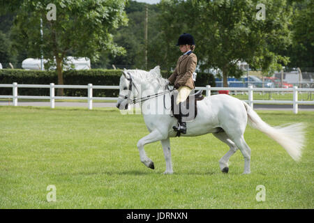 Welsh pony and rider on show at an Agricultural show. UK Stock Photo