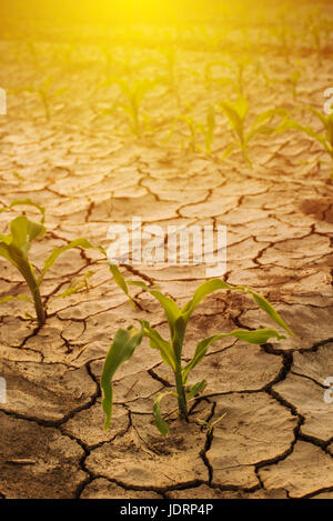 Corn field drought, dry land with mud cracks Stock Photo