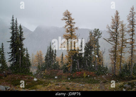 Snow falling in a larch forest Stock Photo