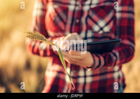 Smart farming, using modern technologies in agriculture. Female agronomist farmer with digital tablet computer in wheat field using apps and internet  Stock Photo