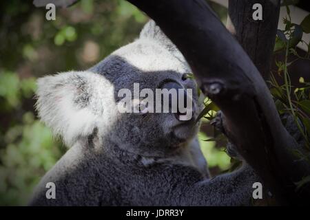 Koala Bear at San Diego Zoo Stock Photo