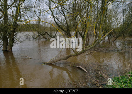 High water levels on River Severn near Wainlode Stock Photo