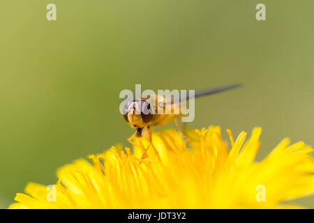 portrait of natural hoverfly sitting on yellow bloom with green smooth background Stock Photo