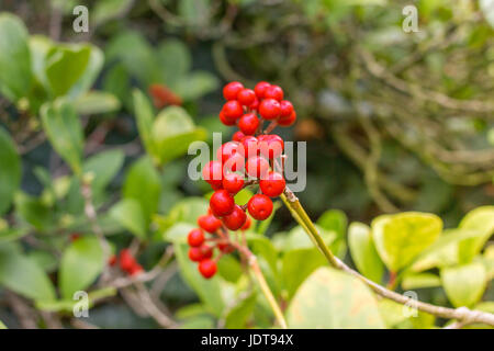 Skimmia japonica plant with leaves and red berries. Japanese sorbus Stock Photo