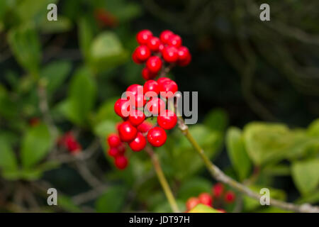 Skimmia japonica plant with leaves and red berries. Japanese sorbus Stock Photo