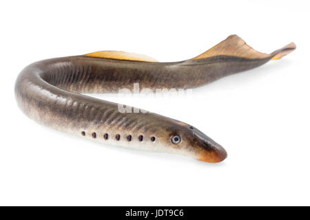 River lamprey on a white background Stock Photo