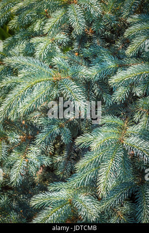 The branches blue spruce close-up in the backyard Stock Photo