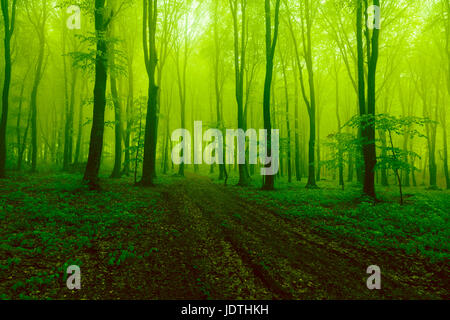 Dark green scary fog into the forest Stock Photo