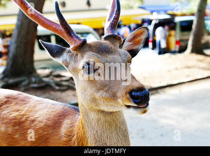 A shika deer sticking its tongue out in Nara, Japan Stock Photo