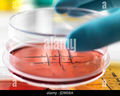 Close up of cultures in petri dishes Stock Photo