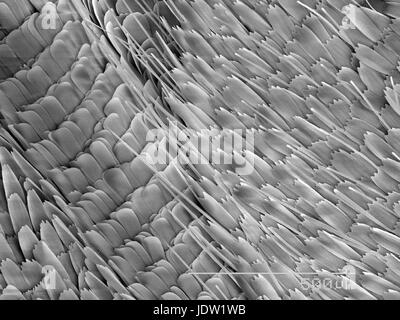 Magnified view of butterfly scales