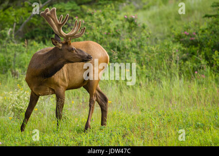 Rocky Mountain Elk grazing, Jasper, Alberta, Canada Stock Photo