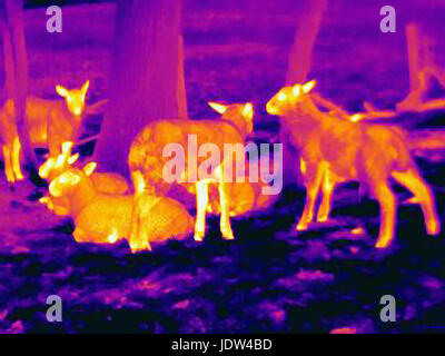 Thermal image of sheep showing thermal protection of their wool to heat loss Stock Photo