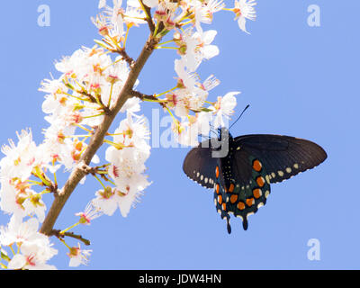 Pipevine Swallowtail, Battus philenor Stock Photo