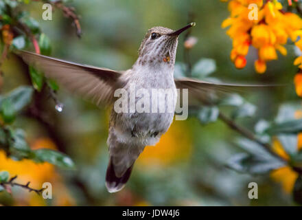 Anna's Hummingbird, Female, Calypte anna Stock Photo