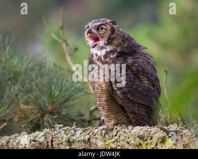 Great horned owl, Bubo virginianus, juvenile Stock Photo