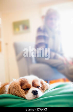 Dog sleeping with senior woman in background Stock Photo