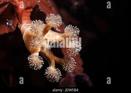Lucernaria quadricornis, stalked jellyfish Stock Photo