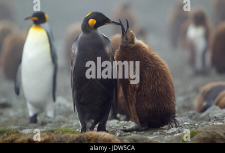 King Penguin with chick, Macquarie Island, Southern Ocean Stock Photo