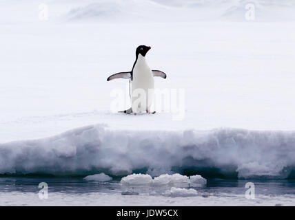 Adelie Penguin on ice floe in the southern ocean, 180 miles north of East Antarctica, Antarctica Stock Photo