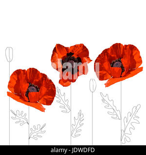 red poppies with hand drawn stem and leaves Stock Photo