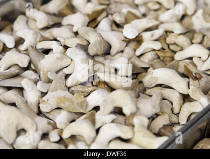 Shark teeth, teeth detail of a shark, wild marine animal Stock Photo