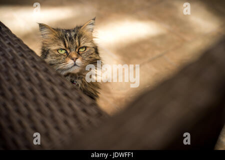 Cafe Cat. Beautiful solo cat sits calmly in a Prague Cat Cafe. No logos Stock Photo