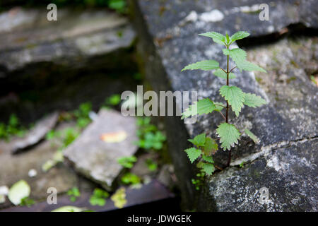 A green nettle growing in the garden Stock Photo
