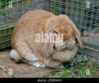 Beige Lop-Eared Rabbit doe in Garden Run Stock Photo