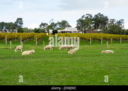 Sheep grazing on lawn at Brookwood vineyard and winery. Stock Photo