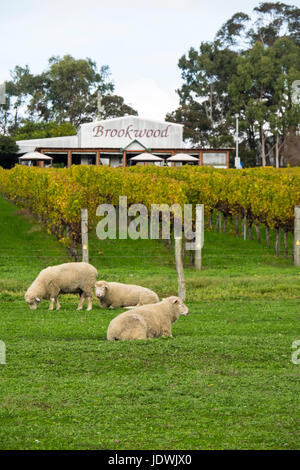 Sheep grazing on lawn at Brookwood vineyard and winery. Stock Photo