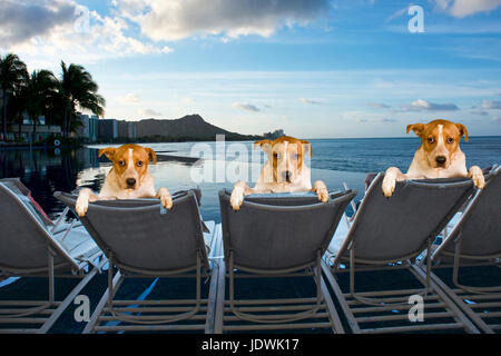 Three family dogs on vacation in Hawaii. Stock Photo