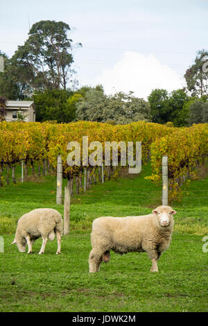 Sheep grazing on lawn at Brookwood vineyard and winery. Stock Photo