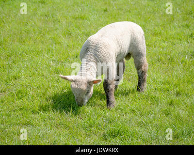 Solitary spring Lamb grazing in a meadow full of rich green grass. Stock Photo