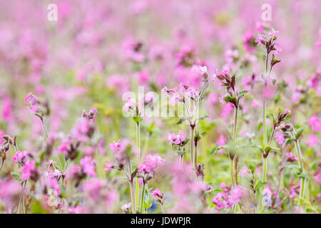 Campion meadow on Skomer island in Summer. Full frame pink flowers. Pembrokeshire, May Stock Photo