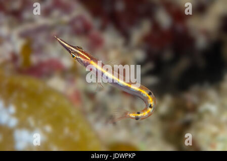 Arrow blenny (Lucayablennius zingaro) showing hooked tail, view from above. Bahamas, December Stock Photo