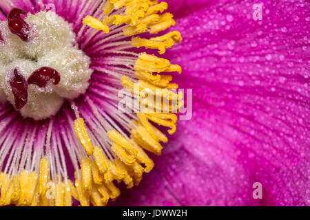 Close up of the middle of a peony with dew drops. A large pink spring flower Stock Photo