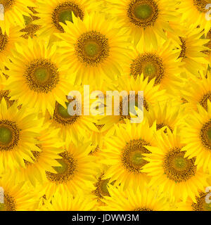 Seamless pattern with big bright yellow sunflowers Stock Photo