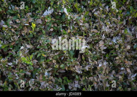 Cydalima perspectalis on Buxus sempervirens Stock Photo