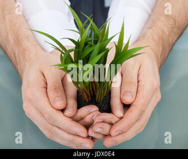 Midsection of businesspeople holding plant in cupped hands at table Stock Photo