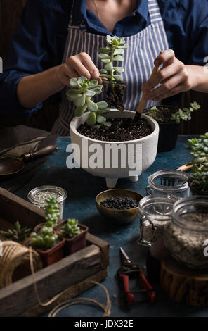 Succulents mini garden making step by step. Story in dark colors Stock Photo
