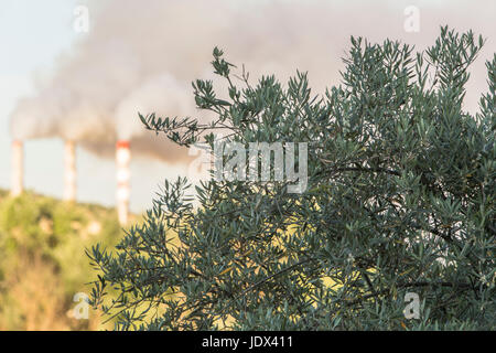 Chimney expelling pollutant gases to the air, between planting of olive trees, Jaen Spain Stock Photo