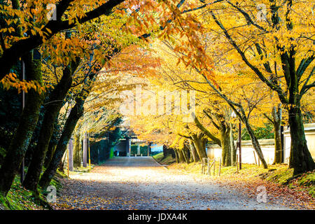 Kyoto, Japan - June 30, 2014: Red leaves of the maple in autumn, japan Stock Photo