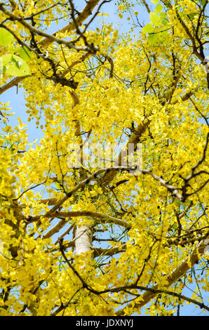 Beautiful yellow flowers on tree of Purging Cassia or Ratchaphruek ( Cassis fistula ) national flower in Thailand with bright yellow beauty Stock Photo