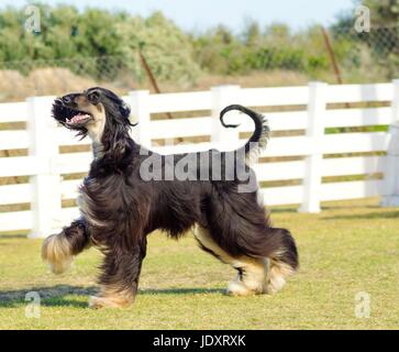 A profile view of a healthy beautiful grizzle, black and tan, Afghan Hound walking on the grass looking happy and cheerful. Persian Greyhound dogs are slim and slender with a long narrow head, long silky coat and curly tail. Stock Photo